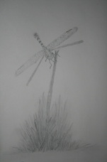 Dragonfly Sketch by Sandra K. Ziebold Ziebold Imagery