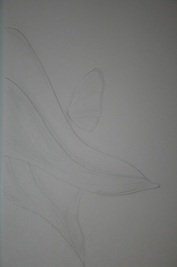 Butterfly on Leaf Sketch