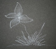 White Chalk Sketch of Flower